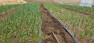 윤태희님의 마늘 · 영농일지 작성글 사진