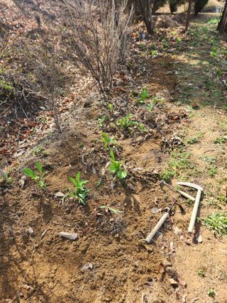 정조연님의 기타작물 · 영농일지 작성글 사진