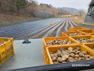 황둔얼렁뚱땅체리농부님의 감자 · 영농일지 작성글 사진