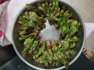 자연같이님의 두릅 · 영농일지 작성글 사진