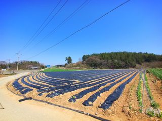오이8898황산면님의 감자 · 영농일지 작성글 사진