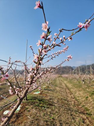 해찬들농원님의 복숭아 · 영농일지 작성글 사진