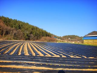 오이8898황산면님의 감자 · 영농일지 작성글 사진