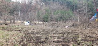 변호연님의 두릅 · 영농일지 작성글 사진