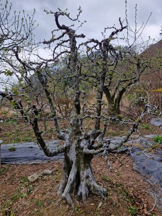 김재열님의 기타작물 · 영농일지 작성글 사진