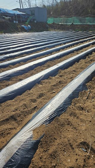 이순정님의 기타작물 · 영농일지 작성글 사진