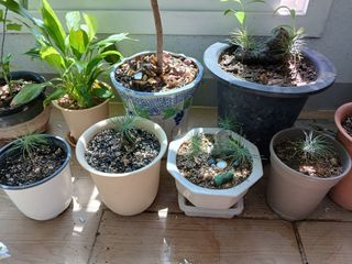 이갑덕님의 기타작물 · 영농일지 작성글 사진