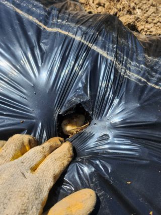 도깨비윤샘 님의 감자 · 영농일지 작성글 사진