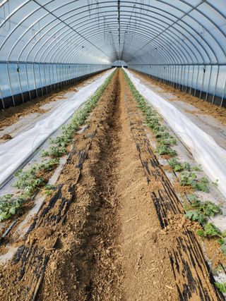 김저팔계님의 기타작물 · 영농일지 작성글 사진