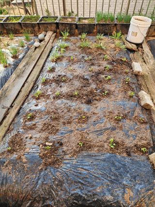 허인녕님의 기타작물 · 영농일지 작성글 사진