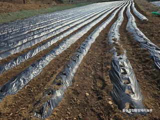 황둔얼렁뚱땅체리농부님의 감자 · 영농일지 작성글 사진