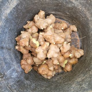 이창화님의 기타작물 · 영농일지 작성글 사진