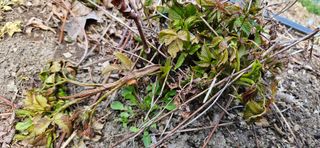 대봉농원 이경화님의 기타작물 · 영농일지 작성글 사진