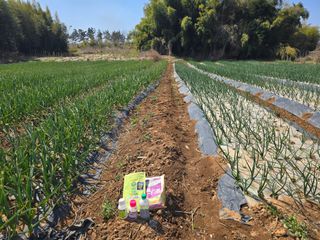 소병기 정직한농장님의 양파 · 영농일지 작성글 사진