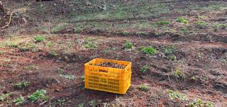 변호연님의 두릅 · 영농일지 작성글 사진