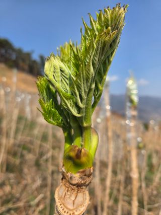 자연농원 윤상수님의 기타작물 · 영농일지 작성글 사진