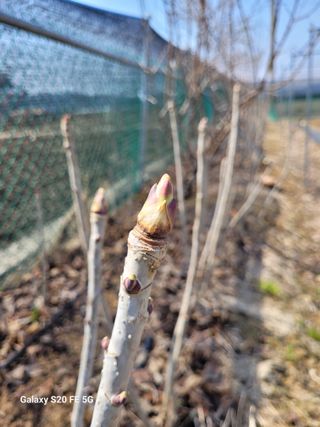 조상연님의 기타작물 · 영농일지 작성글 사진