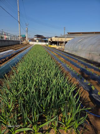 김시내 님의 기타작물 · 영농일지 작성글 사진