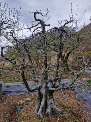 김재열님의 기타작물 · 영농일지 작성글 사진