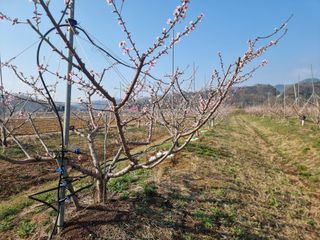 해찬들농원님의 복숭아 · 영농일지 작성글 사진