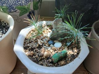 이갑덕님의 기타작물 · 영농일지 작성글 사진