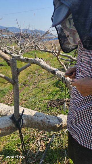 주하네팜(태추,부유님의 감 · 영농일지 작성글 사진