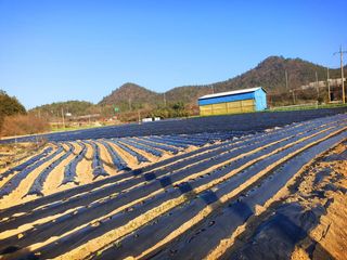 오이8898황산면님의 감자 · 영농일지 작성글 사진