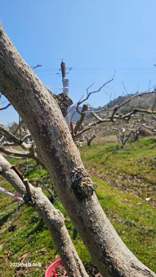 주하네팜(태추,부유님의 감 · 영농일지 작성글 사진