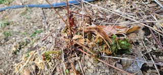 대봉농원 이경화님의 기타작물 · 영농일지 작성글 사진