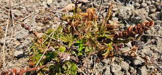 대봉농원 이경화님의 기타작물 · 영농일지 작성글 사진