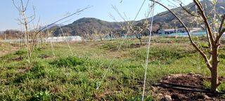 김 연님의 기타작물 · 영농일지 작성글 사진