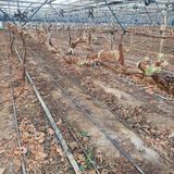 팜모닝 포도·영농일지 게시글 이미지