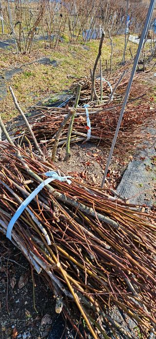 대봉농원 이경화님의 블루베리 · 영농일지 작성글 사진