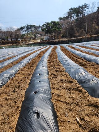 오영세님의 옥수수 · 영농일지 작성글 사진
