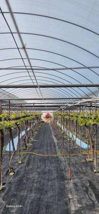 샤인 초보농부 님의 기타작물 · 영농일지 작성글 사진