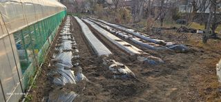 ♡청심전유삼♡님의 옥수수 · 영농일지 작성글 사진