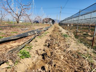 꿀복이농장님의 고추 · 영농일지 작성글 사진