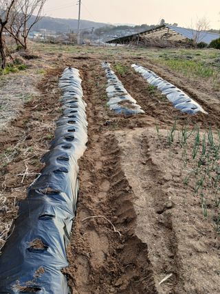 강지현님의 감자 · 영농일지 작성글 사진