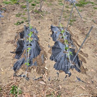 양배추21889님의 복숭아 · 영농일지 작성글 사진