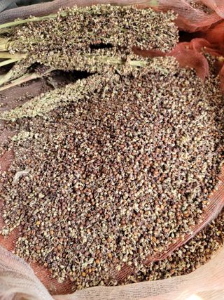 로만아빠님의 기타작물 · 영농일지 작성글 사진