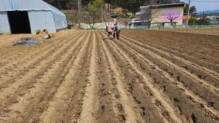 김남근님의 감자 · 영농일지 작성글 사진