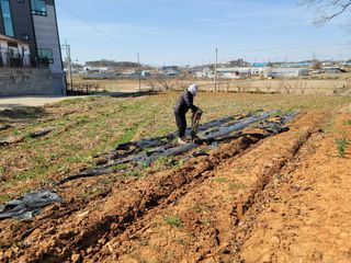 로만아빠님의 감자 · 영농일지 작성글 사진