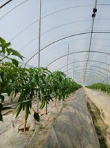 팜모닝 기타작물·영농일지 게시글 이미지