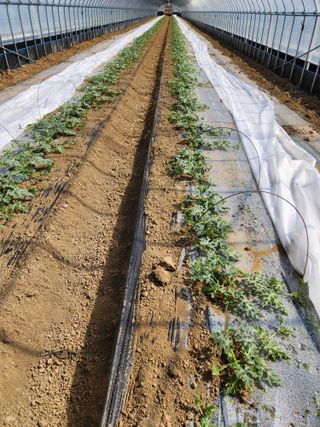 김저팔계님의 기타작물 · 영농일지 작성글 사진