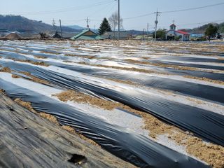 오이8427님의 고구마 · 영농일지 작성글 사진