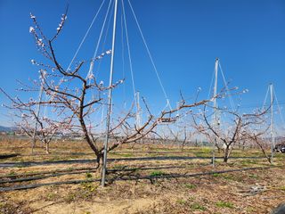 꿀복이농장님의 고추 · 영농일지 작성글 사진