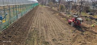 ♡청심전유삼♡님의 옥수수 · 영농일지 작성글 사진