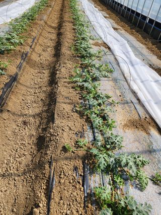 김저팔계님의 기타작물 · 영농일지 작성글 사진