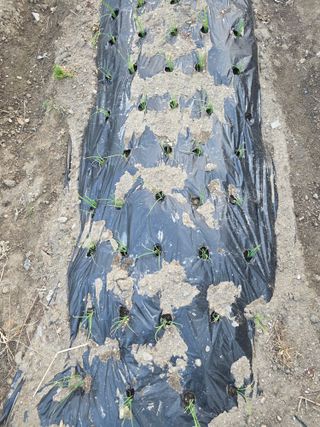 수북산농원님의 파 · 영농일지 작성글 사진