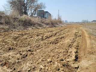 로만아빠님의 벼 · 영농일지 작성글 사진